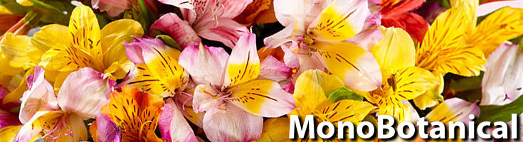 Monobotanical