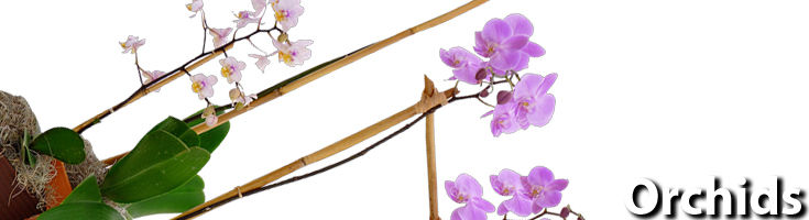 Orchids