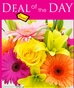 Daily Special