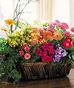 Flowering Plants