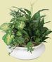 Green Plants