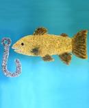 Speckled Trout