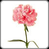 Carnation