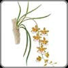 Orchid, Oncidium