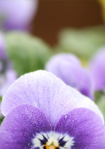 Blossom Flower Shops