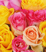 Win a Dozen Roses