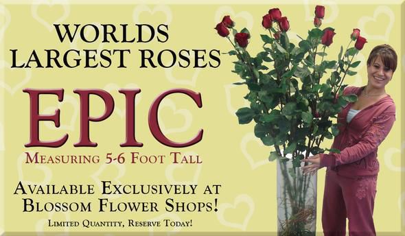Blossom Flower Shops