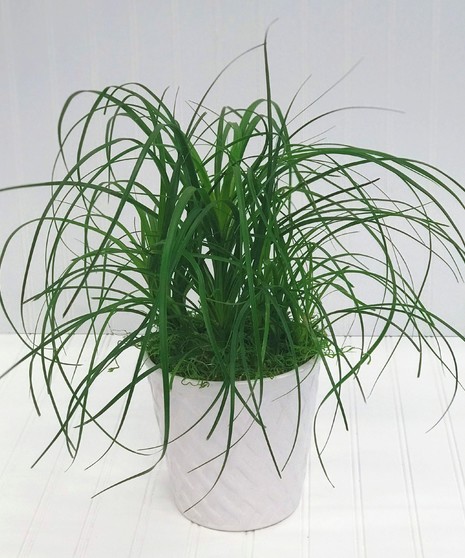 Ponytail Palm