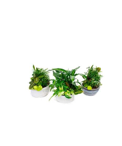 Dish Garden