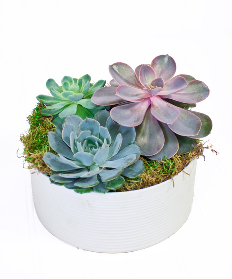 Succulent Garden
