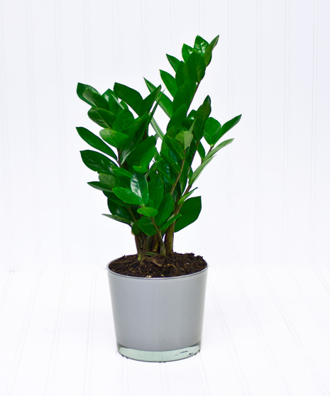 ZZ Plant