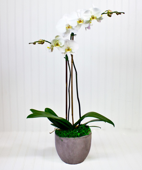 Phalaenopsis Orchid Plant