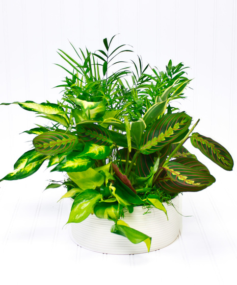 Assorted Green Plants in a White Planter