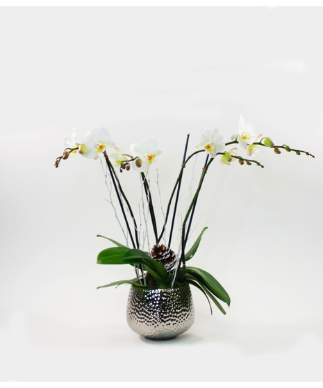 White Orchids - Slate Pot