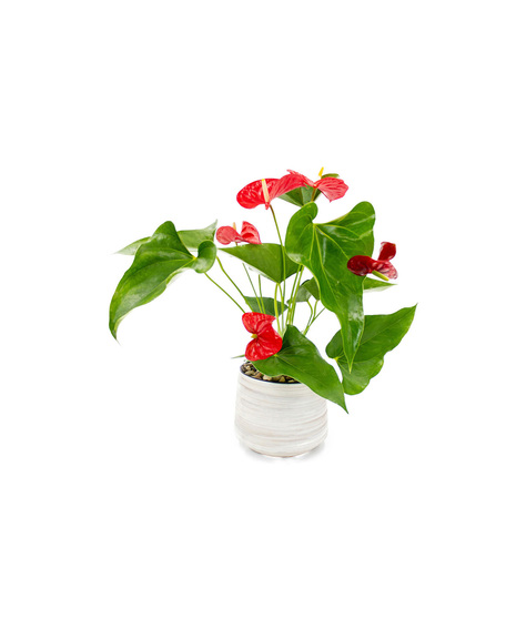 Anthurium Plant