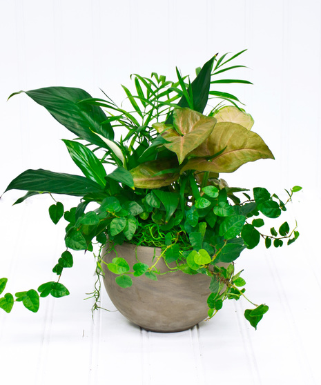 Astrid Dish Garden