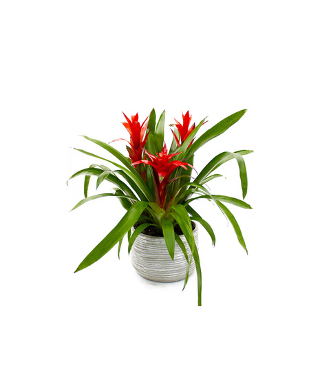 Bromeliad Plant