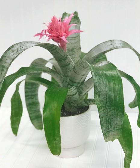 Bromeliad Plant