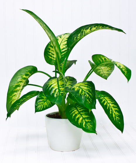 Diffenbachia