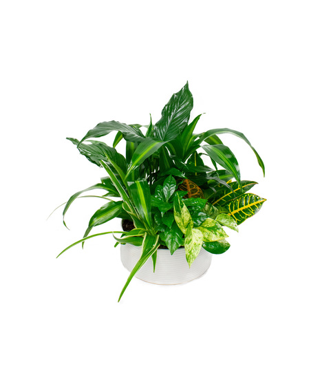 Assorted Green Plants in a White Planter