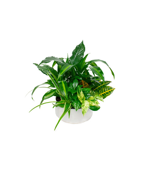 Assorted Green Plants in a White Planter