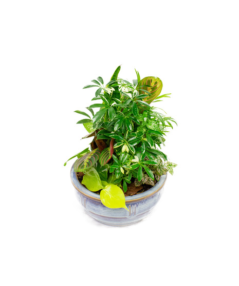 Dish Garden