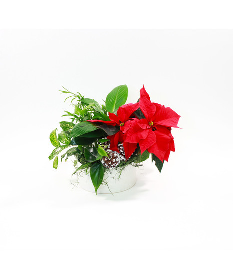 Assorted Green Plants in a White Planter