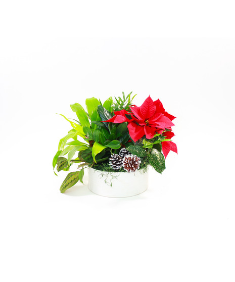 Holiday Poinsettia Dish Garden