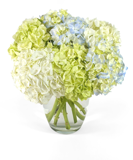 Dahlia, Garden Roses, Protea in Glass Cylinder