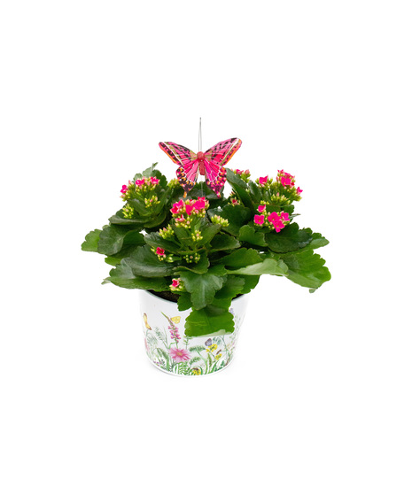 Kalanchoe