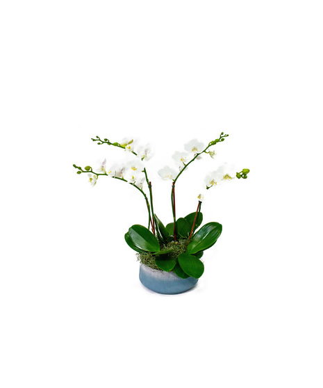 Mini Orchid Planter