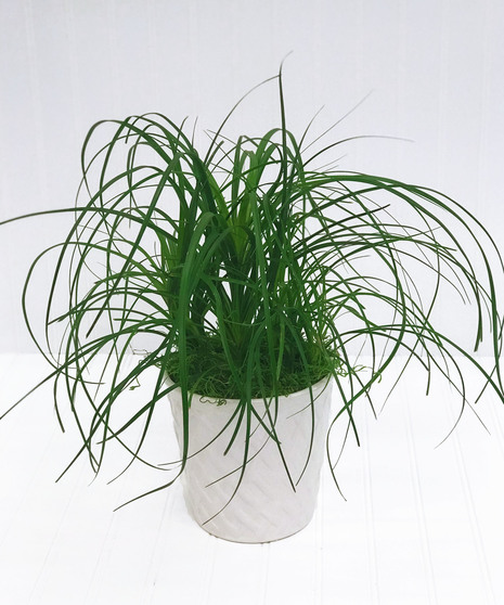 Ponytail Palm in White Ceramic