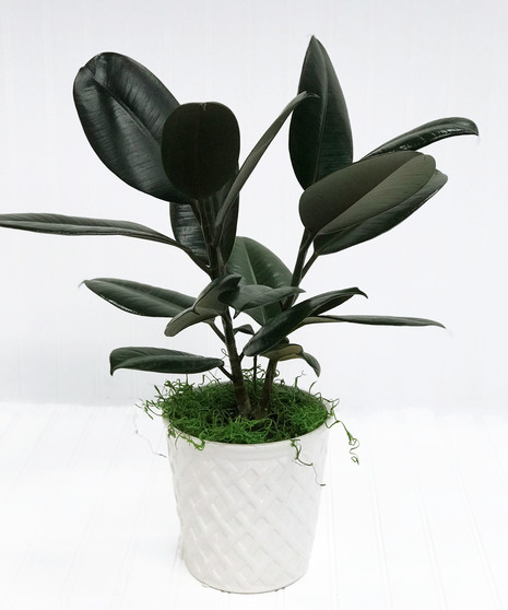 Rubber Plant