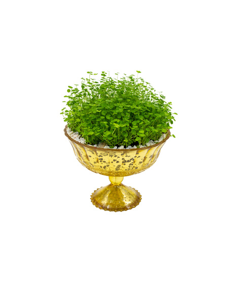 Happy Shamrocks