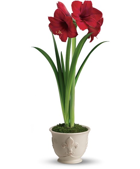 Amaryllis Plant
