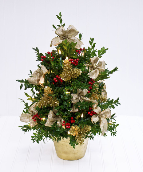 Boxwood Christmas Tree