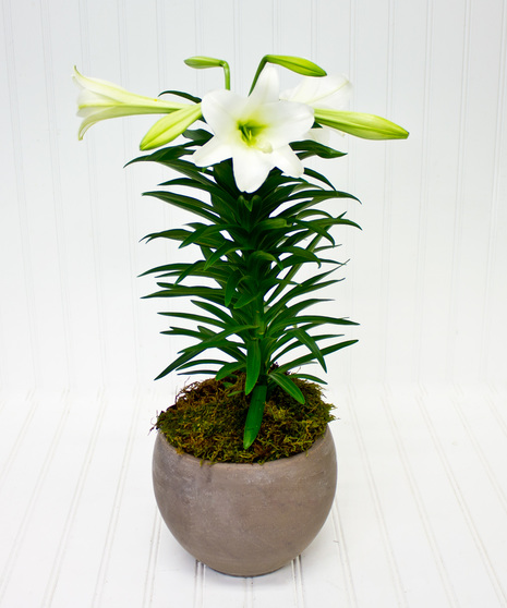 Easter Lily