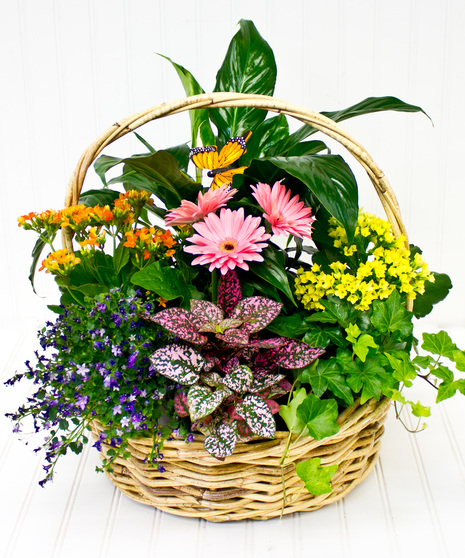 Flowering Plant Basket