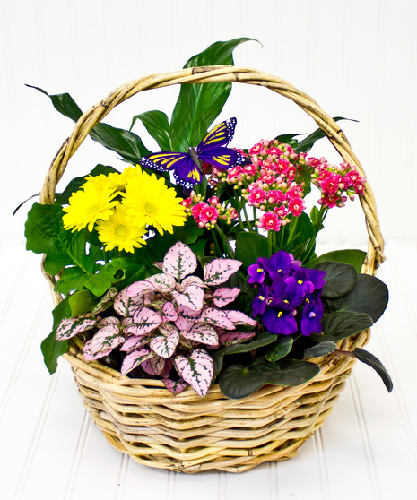 Wicker Basket of Flowering Plants