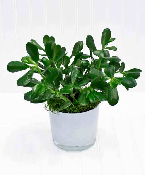Jade Plant