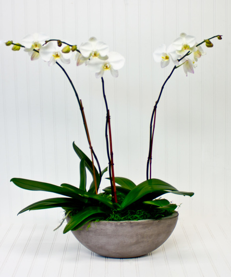 White Orchids - Slate Pot