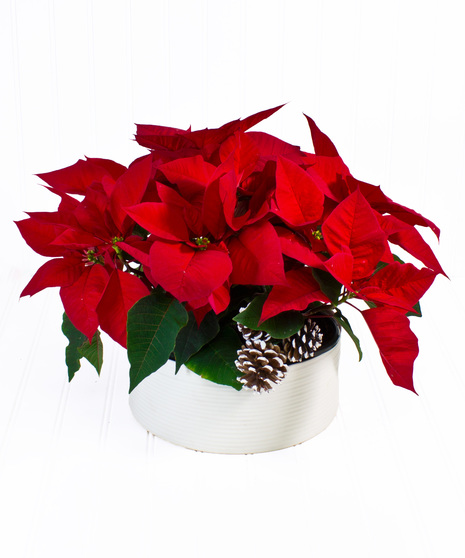 Poinsettia Planter