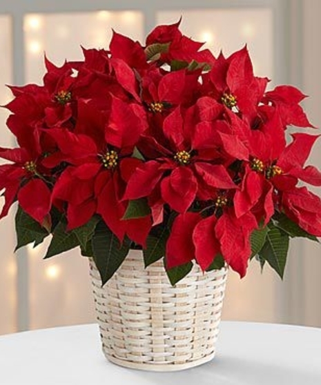 Red Poinsettia Plant in Ceramic Pot