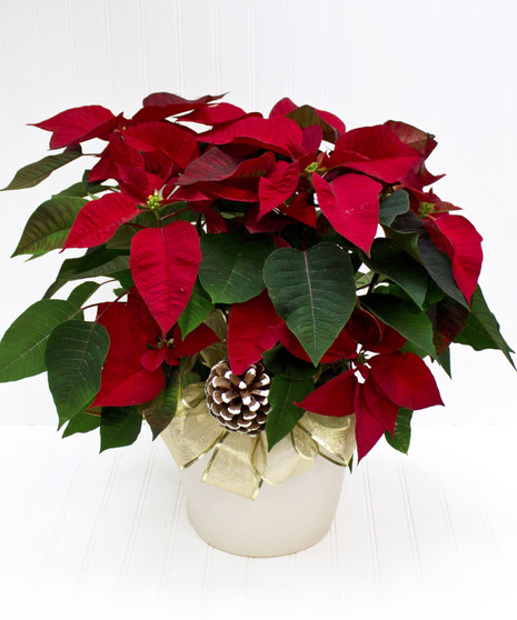 Red Poinsettia Plant in Ceramic Pot