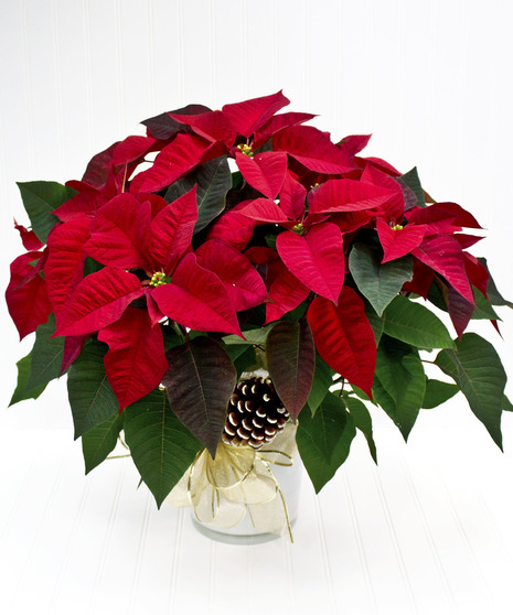 Red Poinsettia Plant