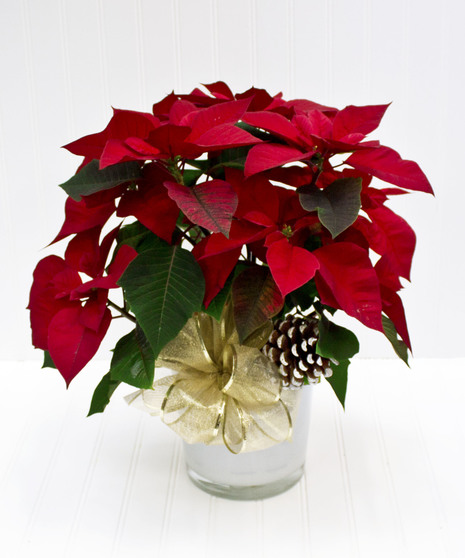Red Poinsettia Plant in Ceramic Pot