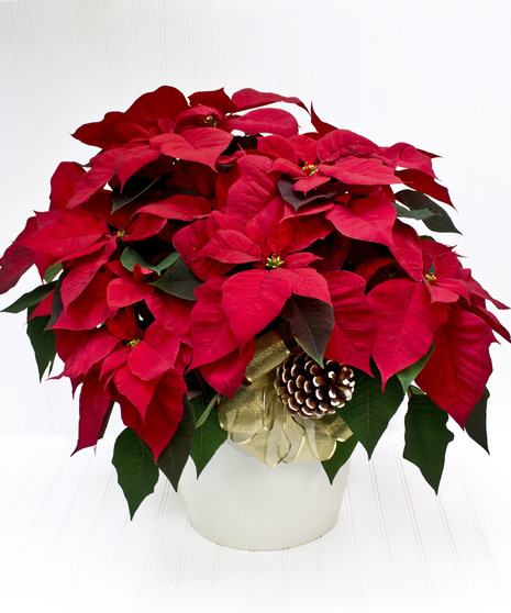Red Poinsettia Plant in Ceramic Pot