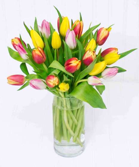 Spring Tulips