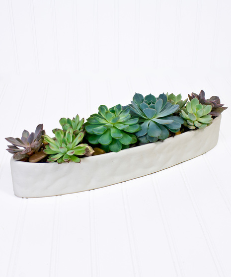 Succulents in White Ceramic Boat