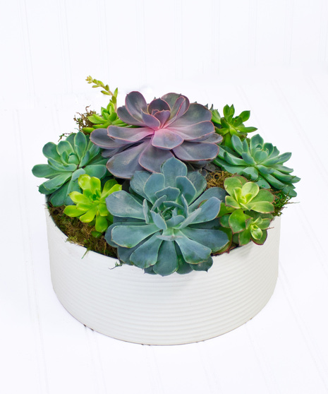 Succulents in a ceramic dish
